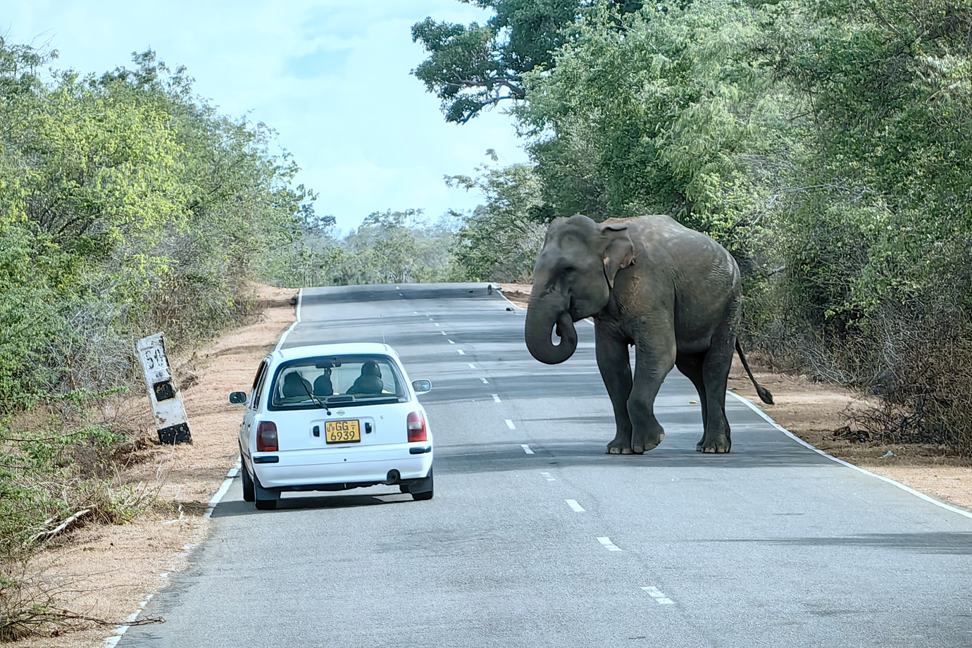 斯里蘭卡-雅拉國家公園 Yala National Park (動物之旅)